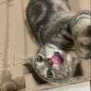 Discord Avatar
