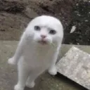 tenkaaaa__