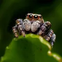 spidervc