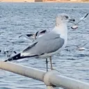 birbified