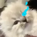 zzychu