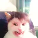 _dezgun