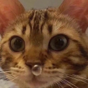 Discord Avatar