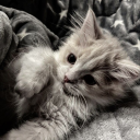 avatar ٴٴٴٴٴٴٴٴٴٴٴٴٴٴ