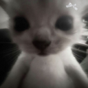 avatar ٴٴٴٴٴٴٴٴٴٴٴٴٴٴ