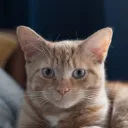 saif9817