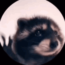 fogbee