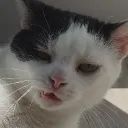 msguardia