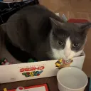 greenofthebeans