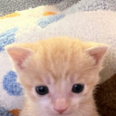 avatar Sir Jeebathon