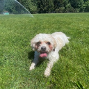 avatar chloemitchell