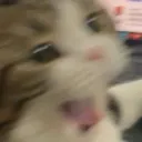 wushiivt