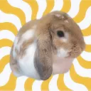 popopopopc