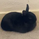 peejy_