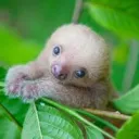 sloth2786