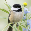 avatar Butternut Frimes