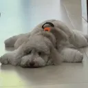 lazysince