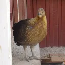 kartoschky