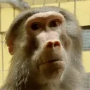 offsetmonkey538