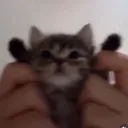 midorimonki