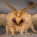 mnemophylax
