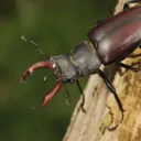 mnemophylax