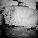 leonissi