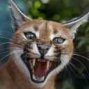 mr_cat_1