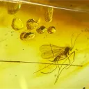 mosquito_fossil