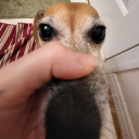 avatar .𝒟𝑒𝑒𝓇.