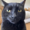 avatar Beton und Stahlbau