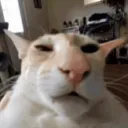 cheesycheddar
