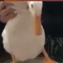 procxd