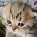morjmellow