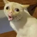 icezerios