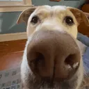 bluemasterxd