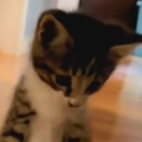 avatar °▽° F𝕚zzy🥤🤙