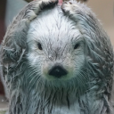 avatar 𝓈𝑒𝒹𝑒𝒸𝓀𝓈