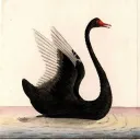 .blackswan