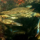 bluecrab2
