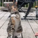 appalachian_hillibilly