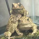 frogger2015