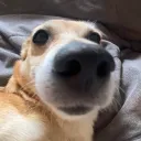 inteldoge