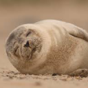 avatar Superseal