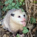shibboleet