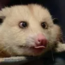shibboleet