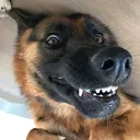 carbonshep