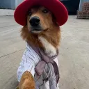 ᴿᴱ⋆  ︴🜋 Puppy 🜋