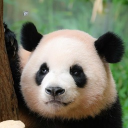 avatar Cin de ri la 🫥