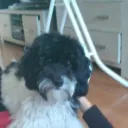 yasathedog